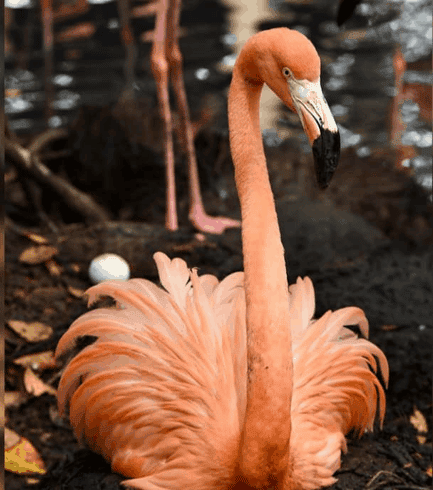 Aviario Nacional de Colombia en barú